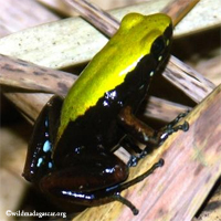 http://images.wildmadagascar.org/animals/mantella.jpg