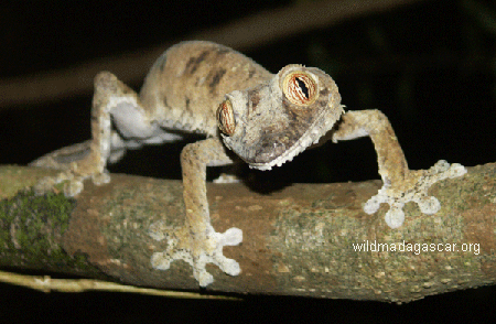 Leaf-tailed gecko (Uroplatus fimbriatus) in Masoala National Park, Madagascar