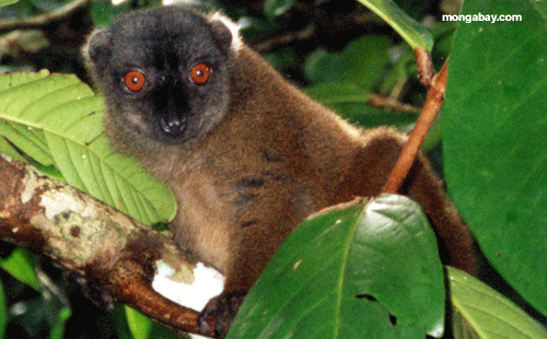 Collared lemur (Eulemur fulvus collaris) (Ankarana)
