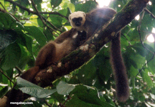 白のペア褐色lemursキツネザル科前面