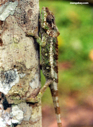 木に女性calumma brevicornisカメレオントランク