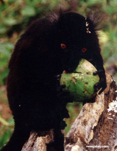 Männliches schwarzes lemur, das eine Mangopflaume ißt