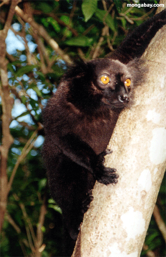Male black lemur tree (Nosy Komba)