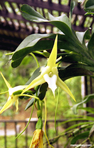 Angraecum sesquipedale Orchidee