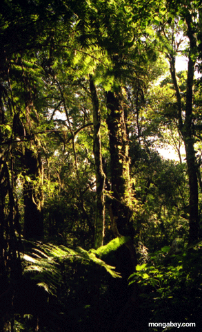 Wald in Ankaraka