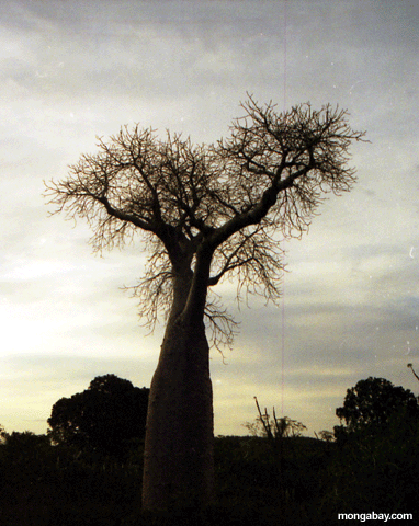 Baobab (Berenty)