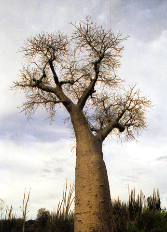 Baobab (Berenty)