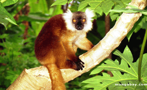 Female black lemur (Eulemr macaco macaco) (Nosy Komba)