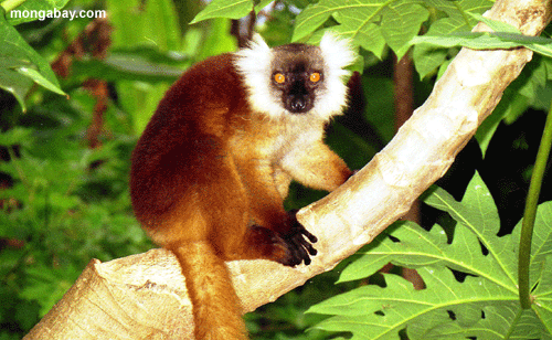 Female Eulemr macaco macaco lemur in tree (Nosy Komba)
