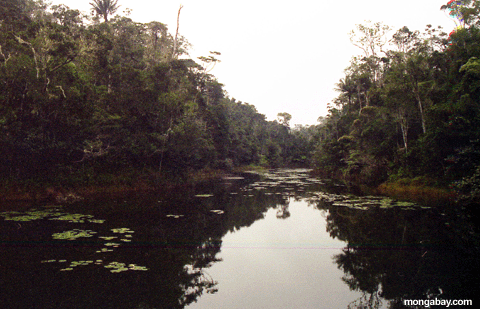 森林perinetの池