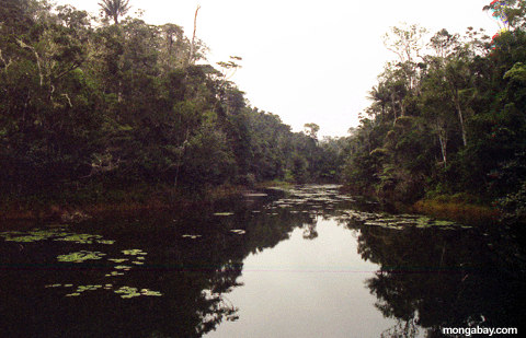 Forest pond in perinet (Andasibe)