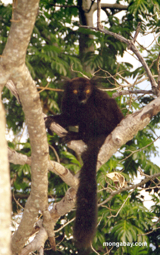 男性クロキツネザル（ eulemr macaco macaco ）