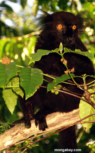 Männliches schwarzes lemur im Baum