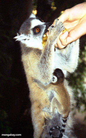 Mother ringtail lemur with baby being fed by tourist (Berenty)