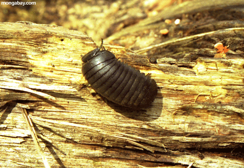 Milípede preto