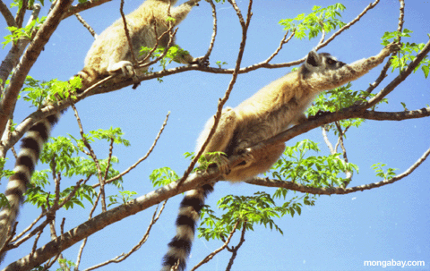 ringtail lemurs Einziehen