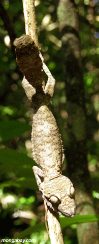 uroplatus tail up (Nosy Mangabe)