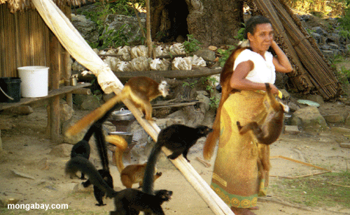 村の女性黒lemursキツネザル科