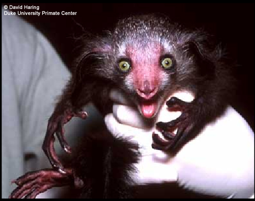 Another Aye-Aye