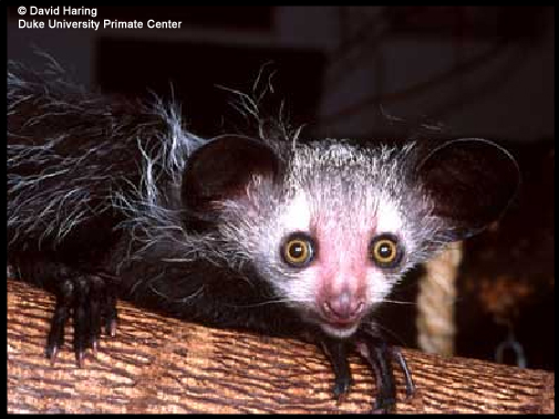 http://images.wildmadagascar.org/pictures/David_Haring/ayeaye_02.jpg