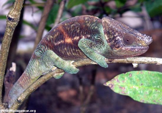 Calumma parsonii chameleon near Perinet(Andasibe)