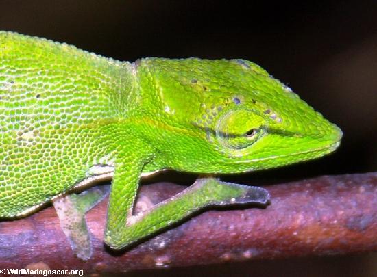 Furcifer gastrotaenia chameleon