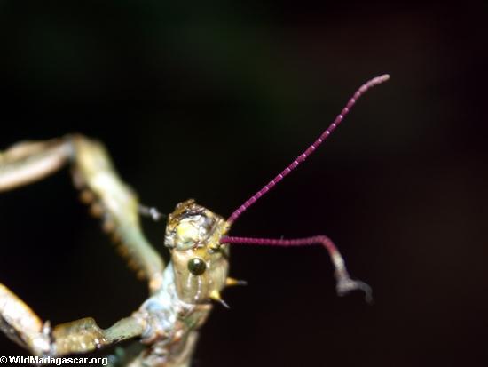 Stick insect purple antenna(Andasibe)