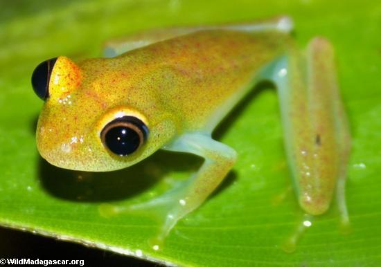 Boophis viridis frog at Andasibe(Andasibe)