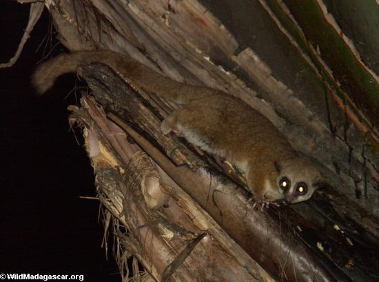 Cheirogaleus major lemur(Andasibe)