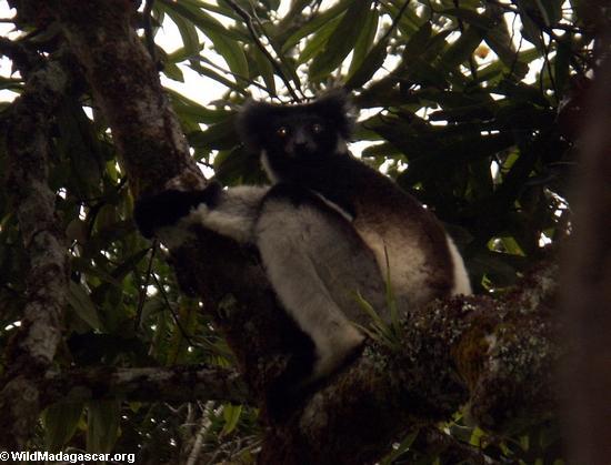 Indri lemur (Andasibe)