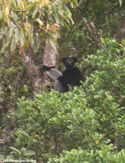 Indri indri lemur