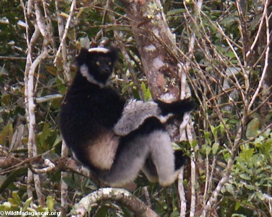 Indri lemur in Andasibe(Andasibe)
