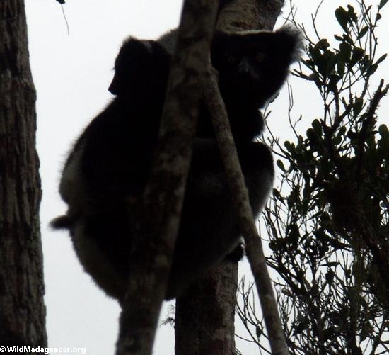 Indri lemur mit Baby in Mantady