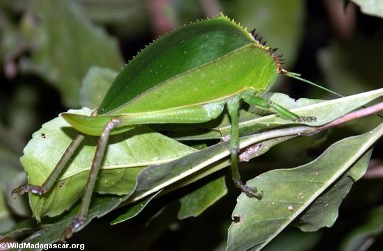 leaf_insect_00.jpg