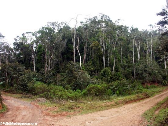 Estrada em mais rainforest de Mantady