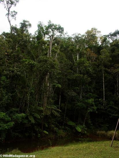 Analamazaotra Wald der speziellen Reserve
