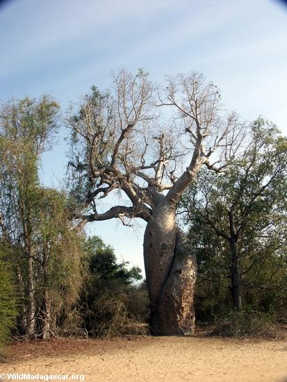Intertwined baobab trees(Morondava)