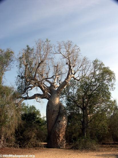 Lover's baobabs (Morondava)