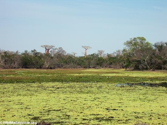 Baobabs nähern sich Teich