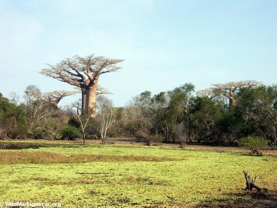 Baobabbäume nähern sich Teich