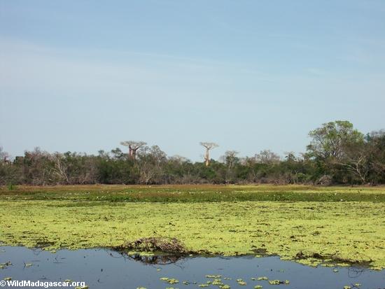 Baobabs nähern sich Teich
