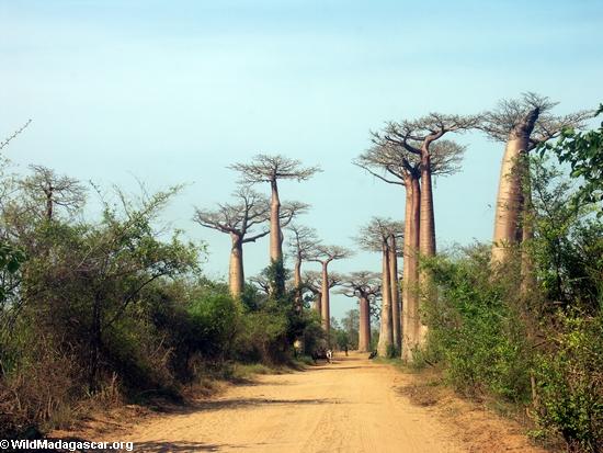 Baobabs entlang Straße