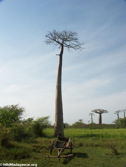 Baobabs mit leerer Zebukarre