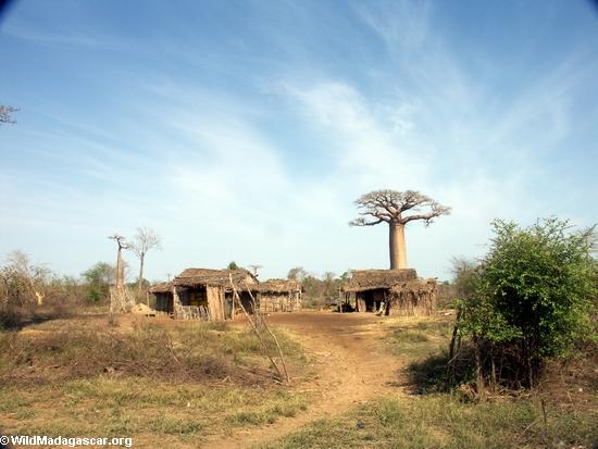 Baobabs with village (Morondava)