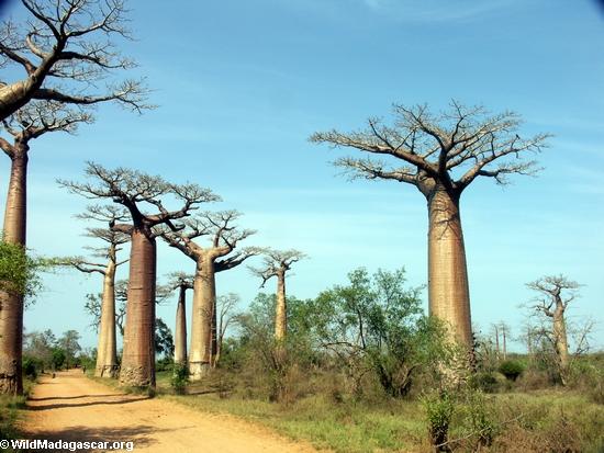 Baobab-Gasse