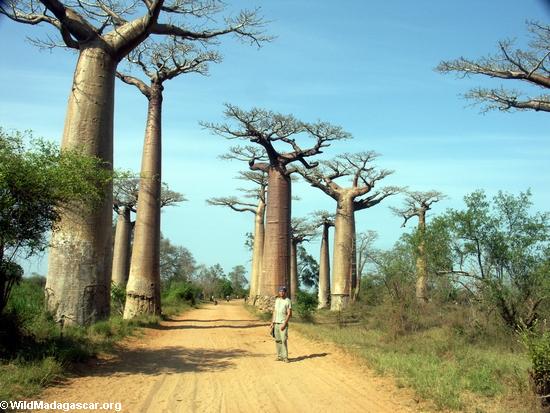 Baobab Alley (Morondava)