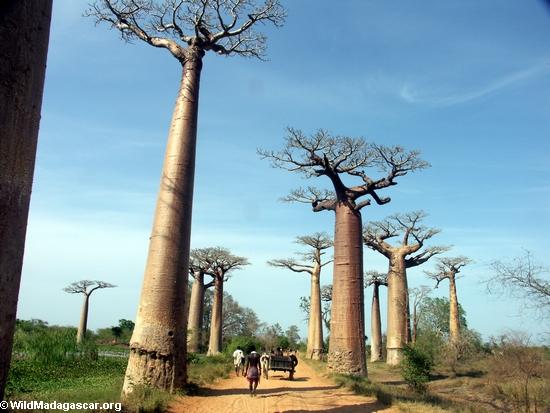 Baobabs with zebu cart(Morondava)