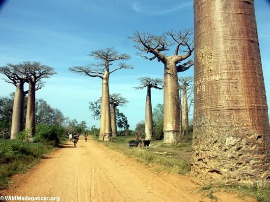 Baobabs with zebu cart (Morondava)