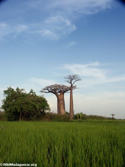 Baobabs mit Reispaddys
