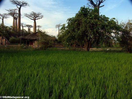 Baobabs with rice paddies (Morondava)